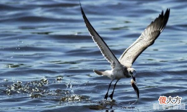 海上清洁工的海鸟，翱翔海洋，守护碧海蓝天