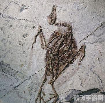 揭秘会飞的哺乳动物,游戏中的蝙蝠探索攻略