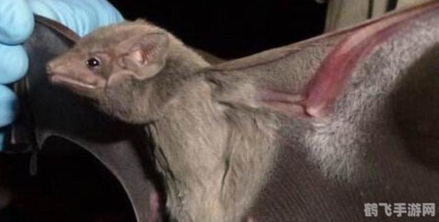 揭秘会飞的哺乳动物,游戏中的蝙蝠探索攻略