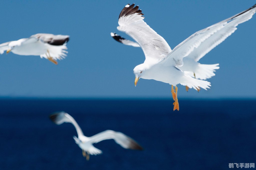 海上清洁工是什么海鸟,海上清洁工——海鸥，探索手游中的海洋世界