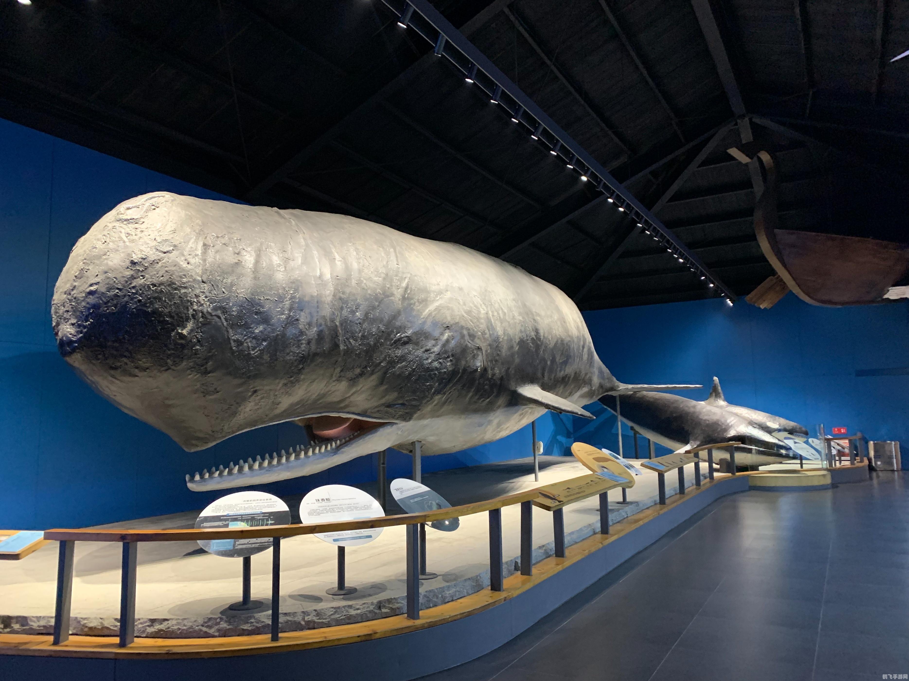 龙涎香来自哪种鲸类,揭秘龙涎香的神秘来源——抹香鲸