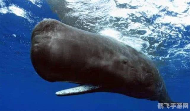 龙涎香来自哪种鲸类,揭秘龙涎香的神秘来源——抹香鲸