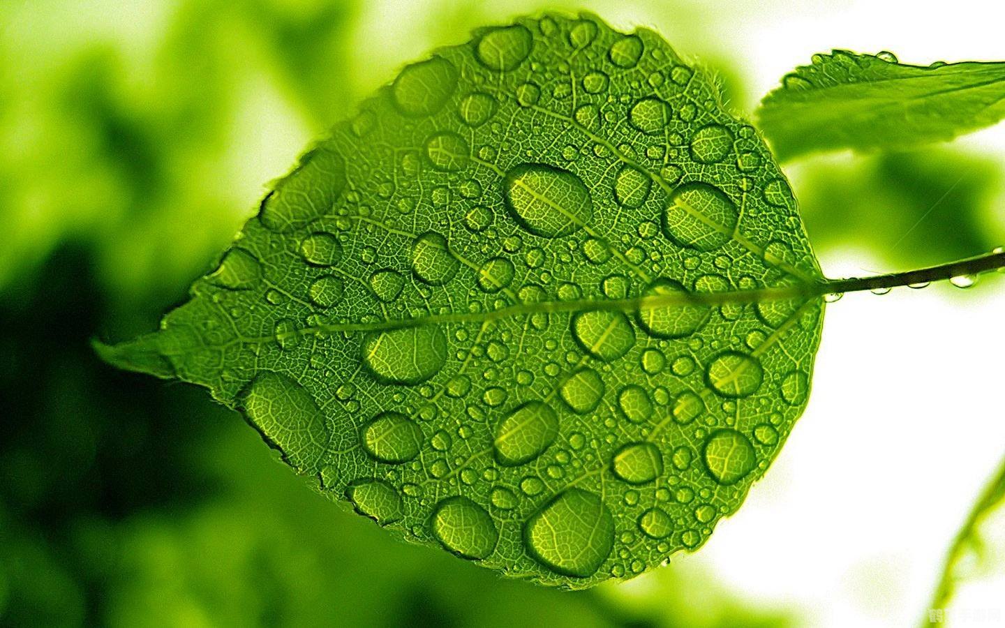 nero 绿色版,环保主题