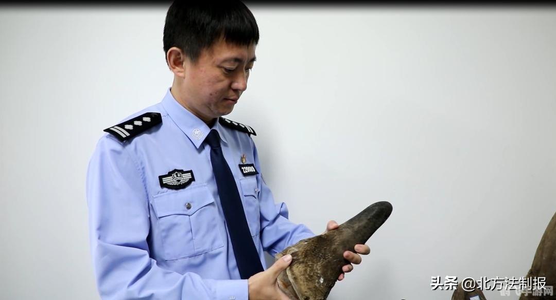 小动物逃亡记,智勇逃脱大冒险