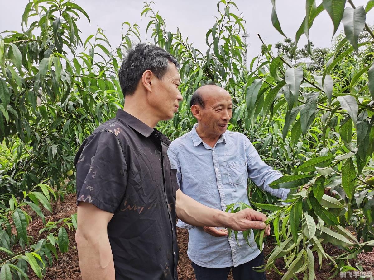 桃园新手卡怎么用,桃园新手卡使用指南，助力新手玩家快速起步