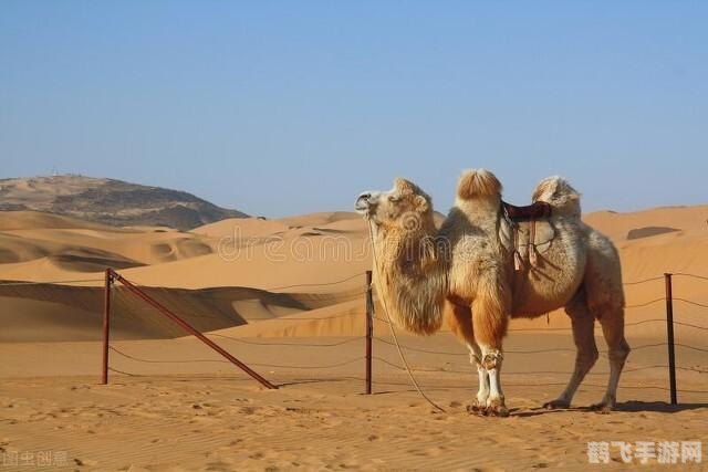 驼峰里面储存的是什么,沙漠之旅,驼峰的神秘能量与手游攻略