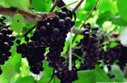 apps软件,游戏控必备掌握这些APP软件，游戏攻略尽在手中！