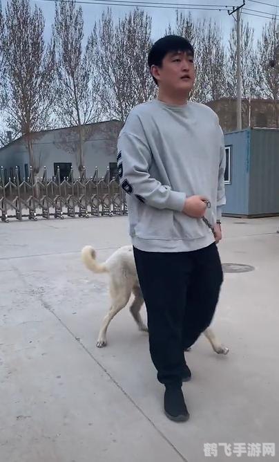 百人牛牛游戏,策略与激情的完美融合