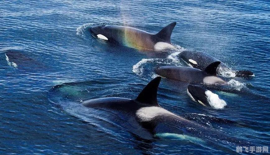 大鱼吃小鱼小游戏大全,大鱼吃小鱼手游全攻略,成为海洋霸主的秘诀!