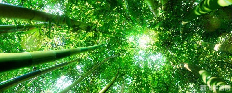 竹子实际上是什么,竹子简介