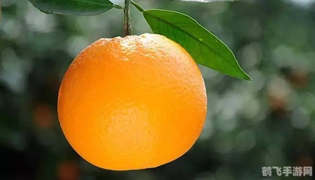 被誉为峡橙三秀之一的桃叶橙来自,探秘峡橙三秀之一，桃叶橙的奇幻手游之旅
