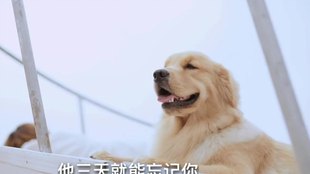 犬五郎邀约任务,原神犬五郎邀约任务全攻略，解锁结局与成就指南