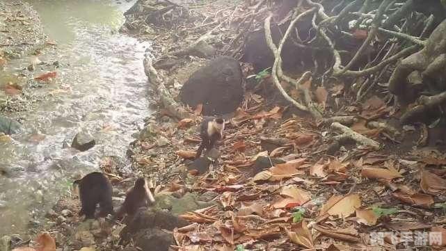 原始人玩坚果手游攻略，穿越石器时代的冒险之旅