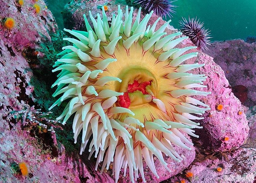海葵和海龟哪个寿命长,海葵与海龟的寿命之谜——探索海洋生物的奇妙世界