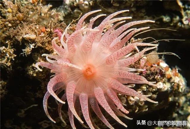 海葵和海龟哪个寿命长,海葵与海龟的寿命之谜——探索海洋生物的奇妙世界