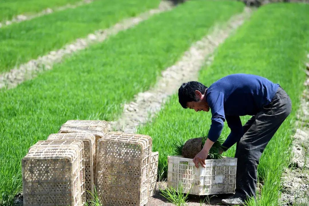 农业第一次绿色革命,农业第一次绿色革命手游攻略，重温历史，体验杂交稻的培育之旅