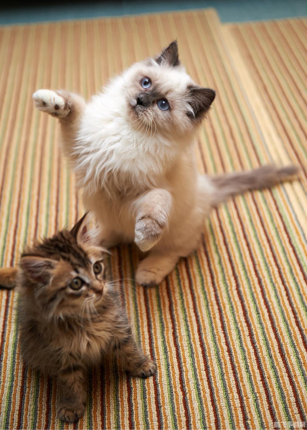 揭秘与猫咪叫声相仿的神秘动物——游戏中的探险之旅