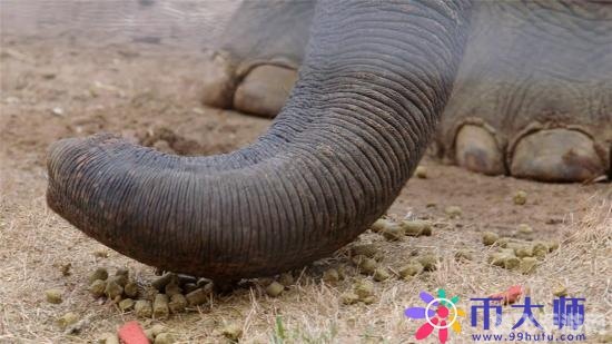 大象的鼻子有骨头吗,探秘大象王国手游攻略，揭秘大象鼻子的神秘构造