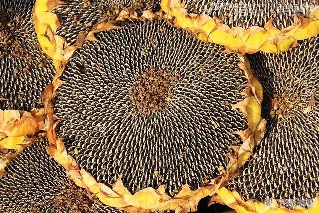 向日葵色斑卐卐向日葵,向日葵色斑简介