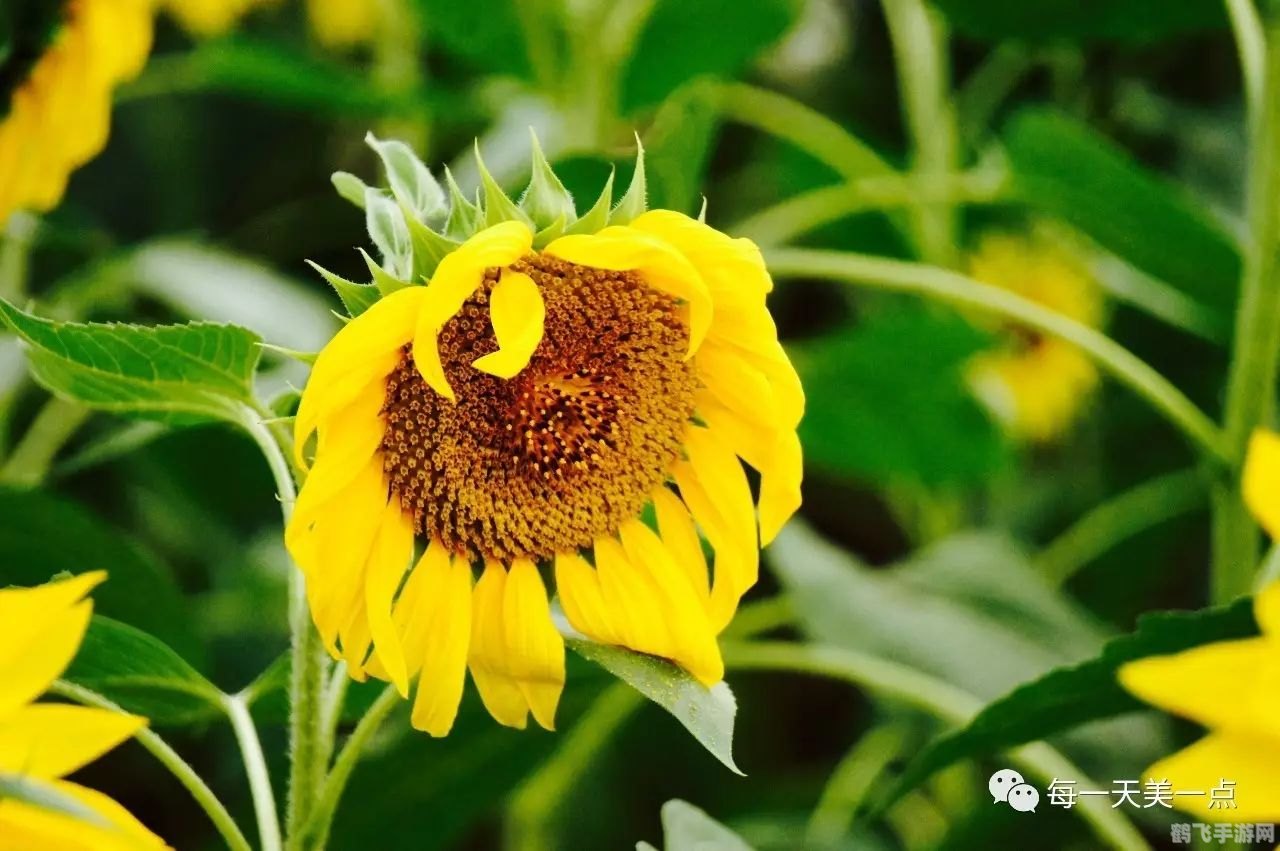 向日葵色斑卐卐向日葵,向日葵色斑简介