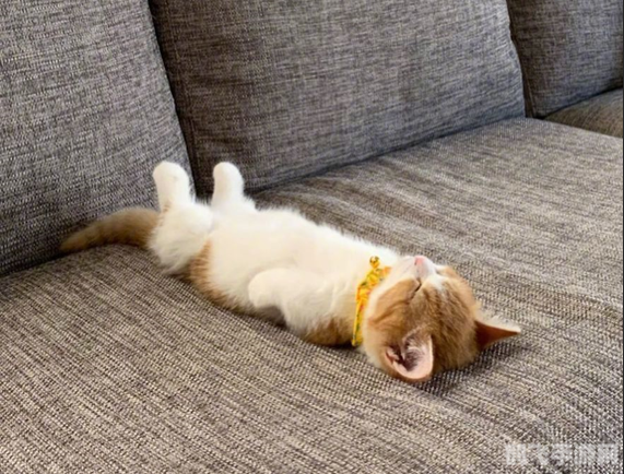 G2晋级四强手游攻略，掌握这些技巧，你也能成为顶尖玩家！