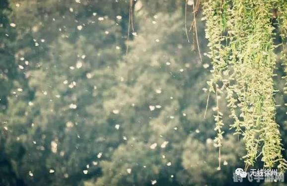 随风飘扬的柳絮是柳树的什么,随风飘扬的柳絮,探寻柳树的秘密力量