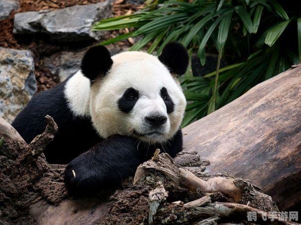 大熊猫吃的竹子是草还是树,揭秘大熊猫的美食，竹子究竟是草还是树？