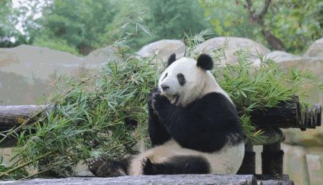 大熊猫吃的竹子是草还是树,揭秘大熊猫的美食，竹子究竟是草还是树？