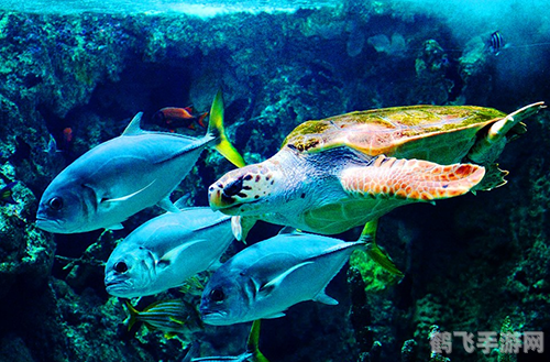 屏保 热带鱼,热带鱼屏保手游，深海探险，养育你的热带鱼王国