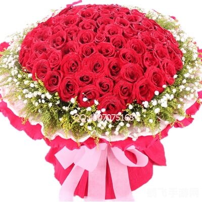 永远娇艳的玫瑰,娇艳玫瑰