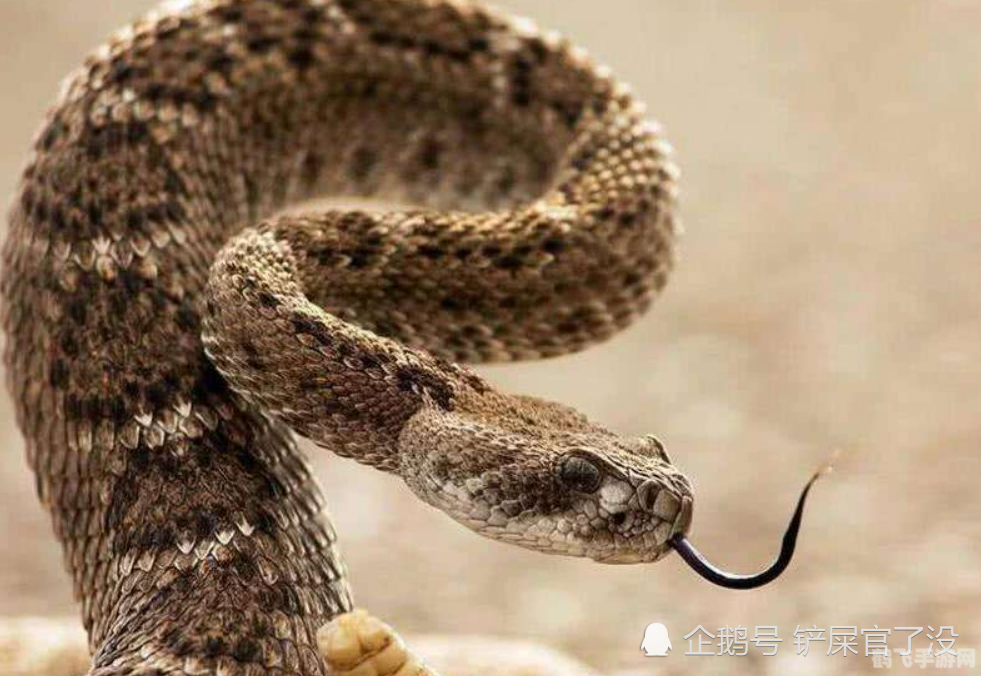 蛇为什么吐舌头,揭秘蛇类独特行为,为何频繁吐舌?
