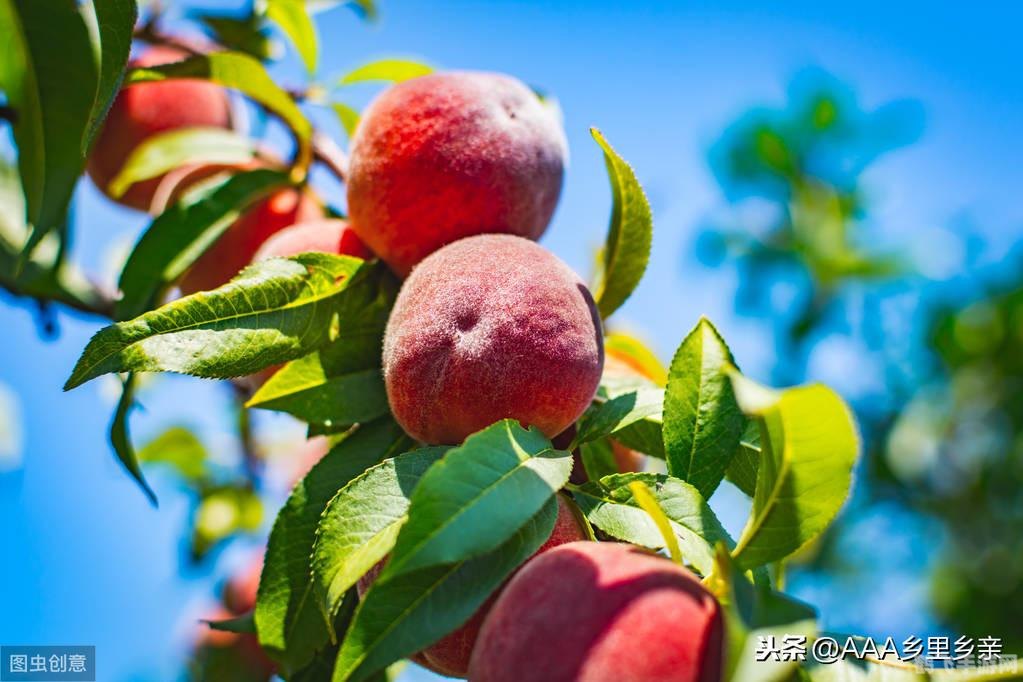 细胞分裂1,细胞分裂1游戏攻略与资讯