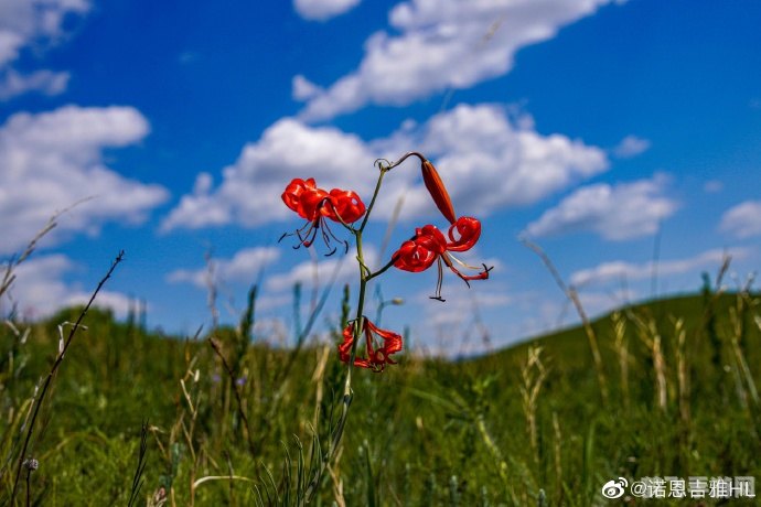 草原之花，火红的萨日朗手游攻略与玩法大揭秘