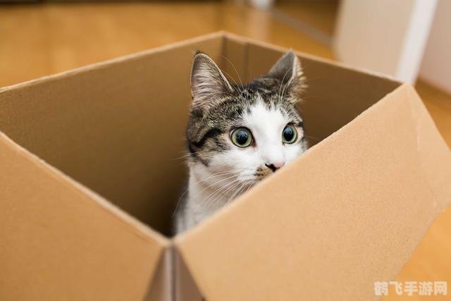 为什么猫咪能缩在小盒子里,猫咪
