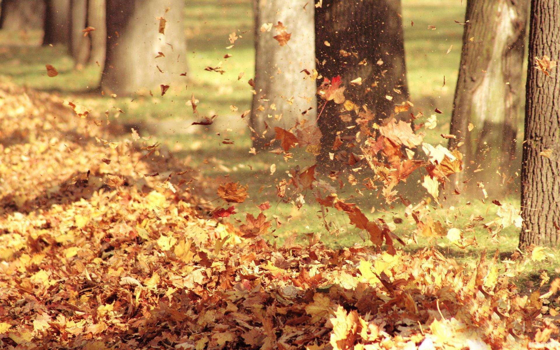 微微就是秋天里每片落叶,微微落叶之手游深秋攻略,探索秋天的秘密宝藏