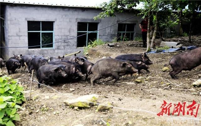 我家的农场游戏攻略与心得分享