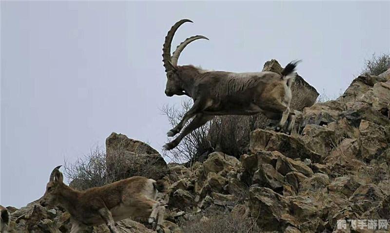 羊了个羊的羊图片,羊了个羊游戏攻略,与可爱羊群共度悠闲时光