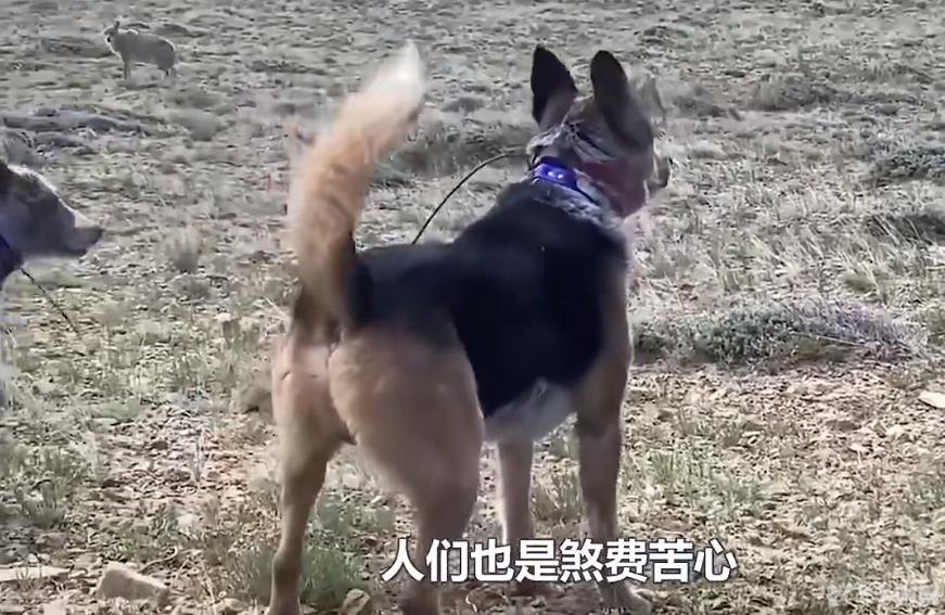 羊了个羊的羊图片,羊了个羊游戏攻略,与可爱羊群共度悠闲时光