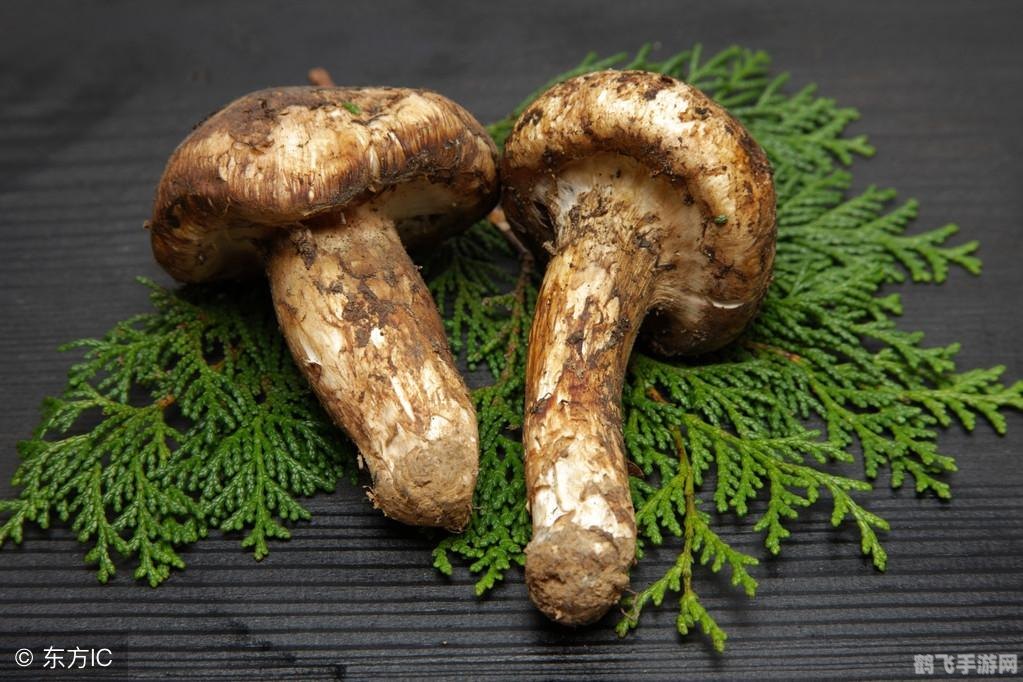 人们所说的松茸其实是松茸真菌的,探秘松茸世界,手游中的真菌冒险攻略