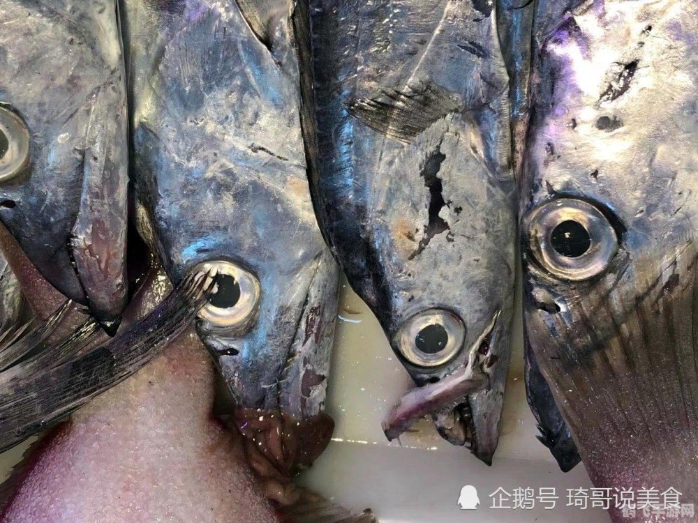 揭秘带鱼鱼皮颜色与营养价值的关系——手游海洋奇遇带鱼捕捉攻略