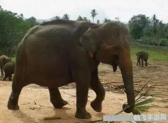 大象怀孕多久才会生出来,揭秘大象漫长孕期，22个月后迎来新生命