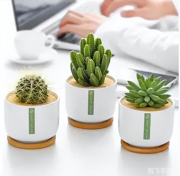 电脑旁放仙人掌,真的能防辐射吗?蚂蚁庄园为你揭秘!