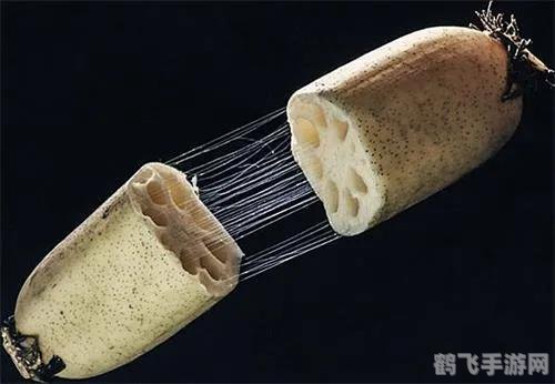 藕断丝连的丝指的是藕的什么,揭秘藕断丝连之谜,游戏中的藕丝探秘