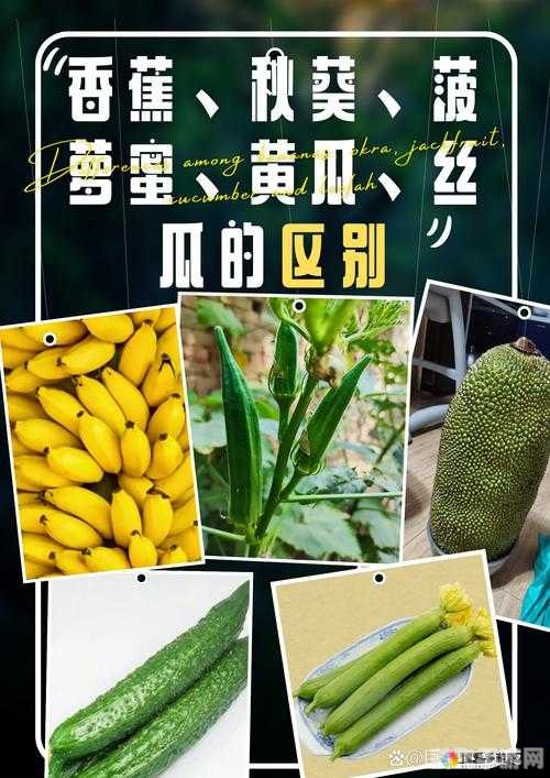 草莓 丝瓜 黄瓜 向日葵 榴莲,奇果乐园手游攻略，如何巧妙种植与收获