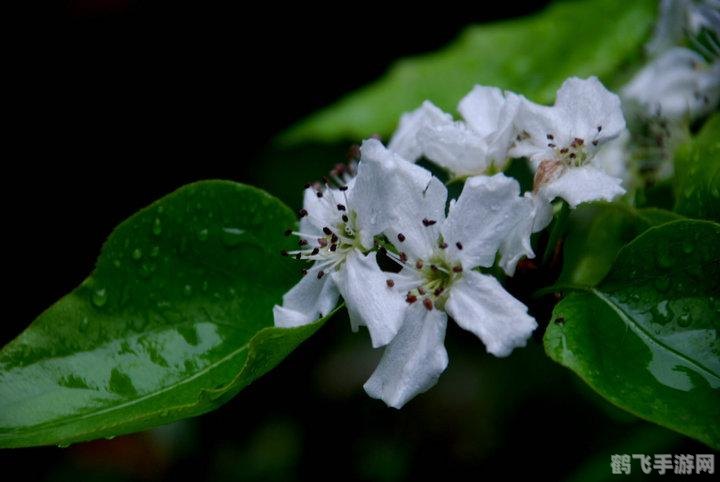 雨打梨花深闭门 千树万树梨花开,雨打梨花，深闭门手游攻略与玩法详解