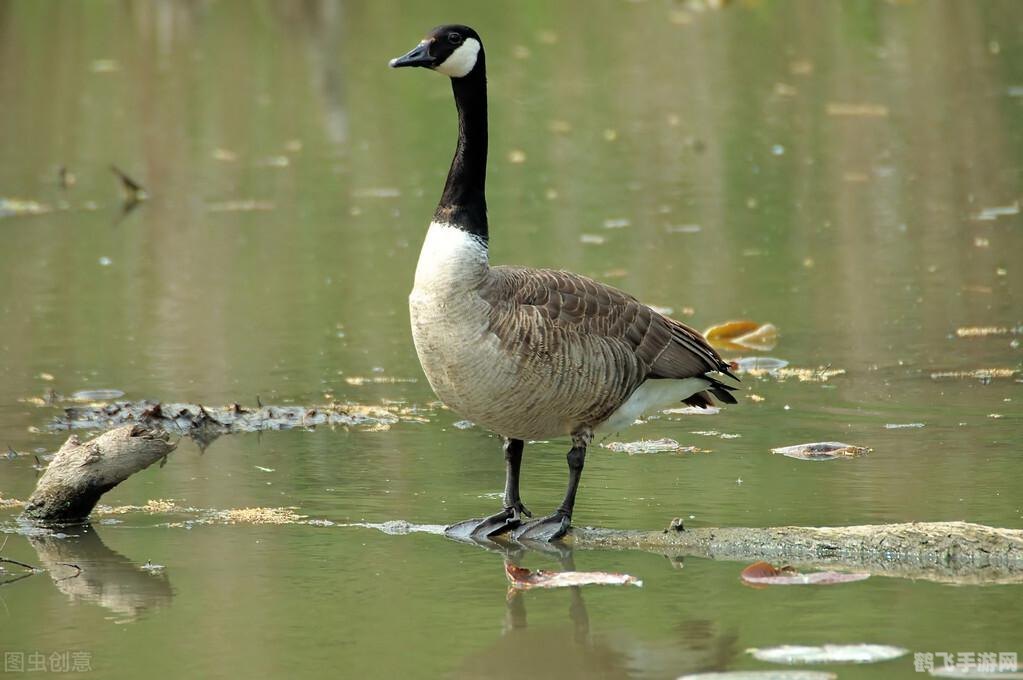 探秘大鹅祖先，手游攻略全解析