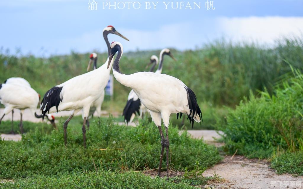 马云亲笔福字加持，手游XX仙境新春攻略大揭秘！