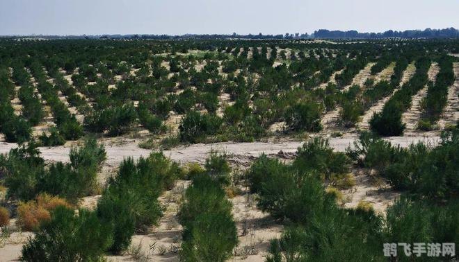 梭梭树读jun还是suo,沙漠中的绿色奇迹,梭梭树(suō suō shù)与肉苁蓉的奇幻冒险