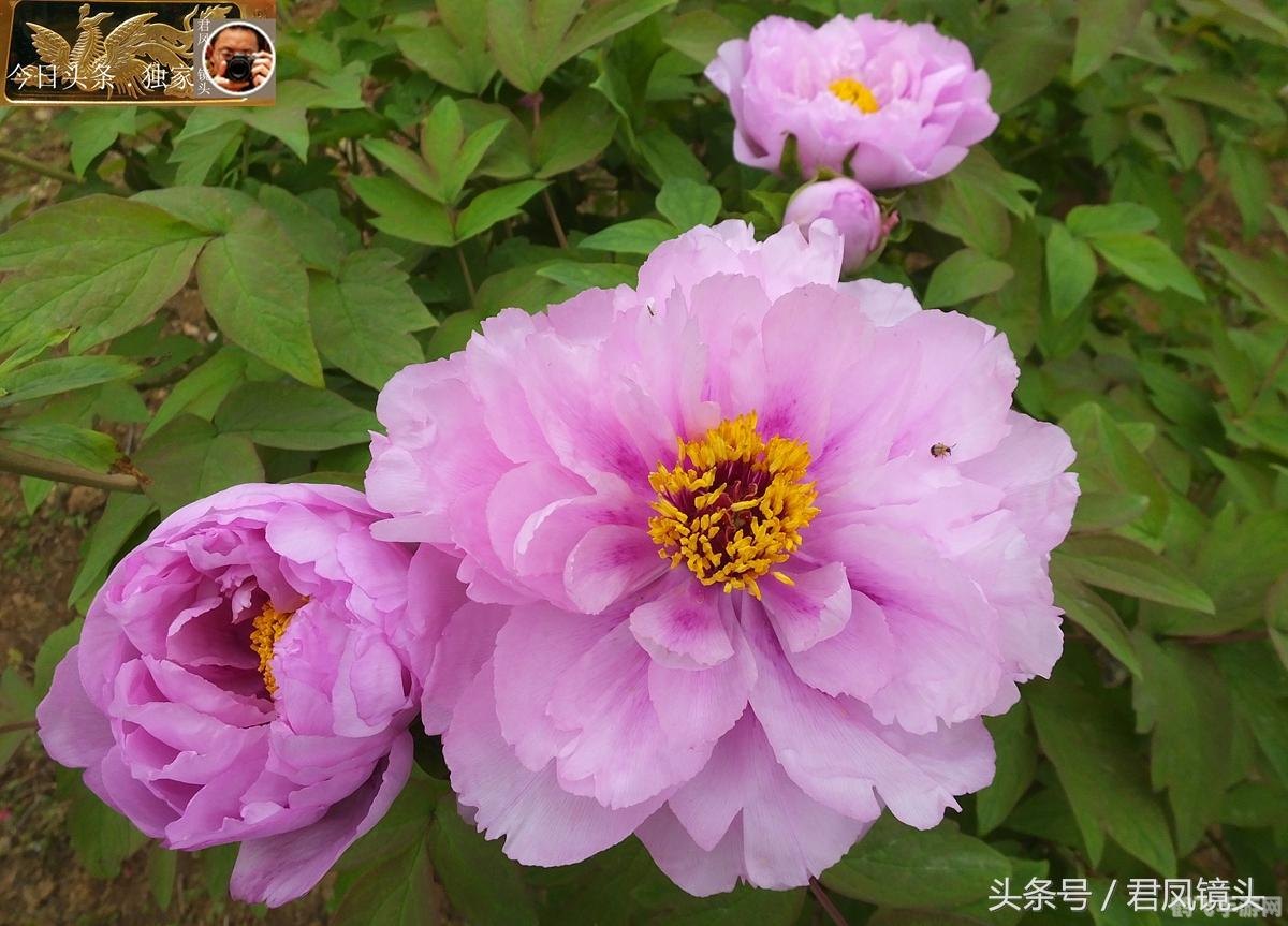 洛克王国植物园采花,洛克王国植物园采花攻略,轻松获取珍贵花朵