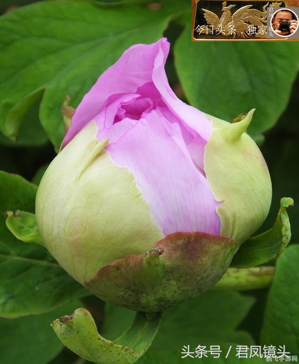 洛克王国植物园采花,洛克王国植物园采花攻略,轻松获取珍贵花朵